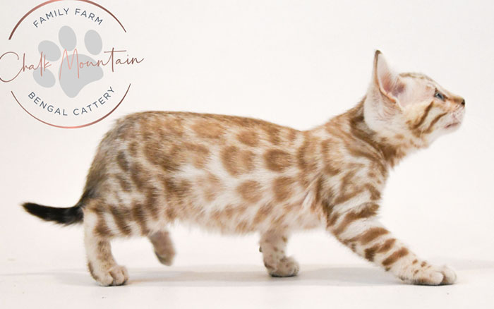 Bengal kitten for sale